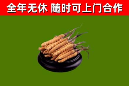 昌平区回收散虫草