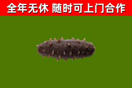 昌平区回收海参干